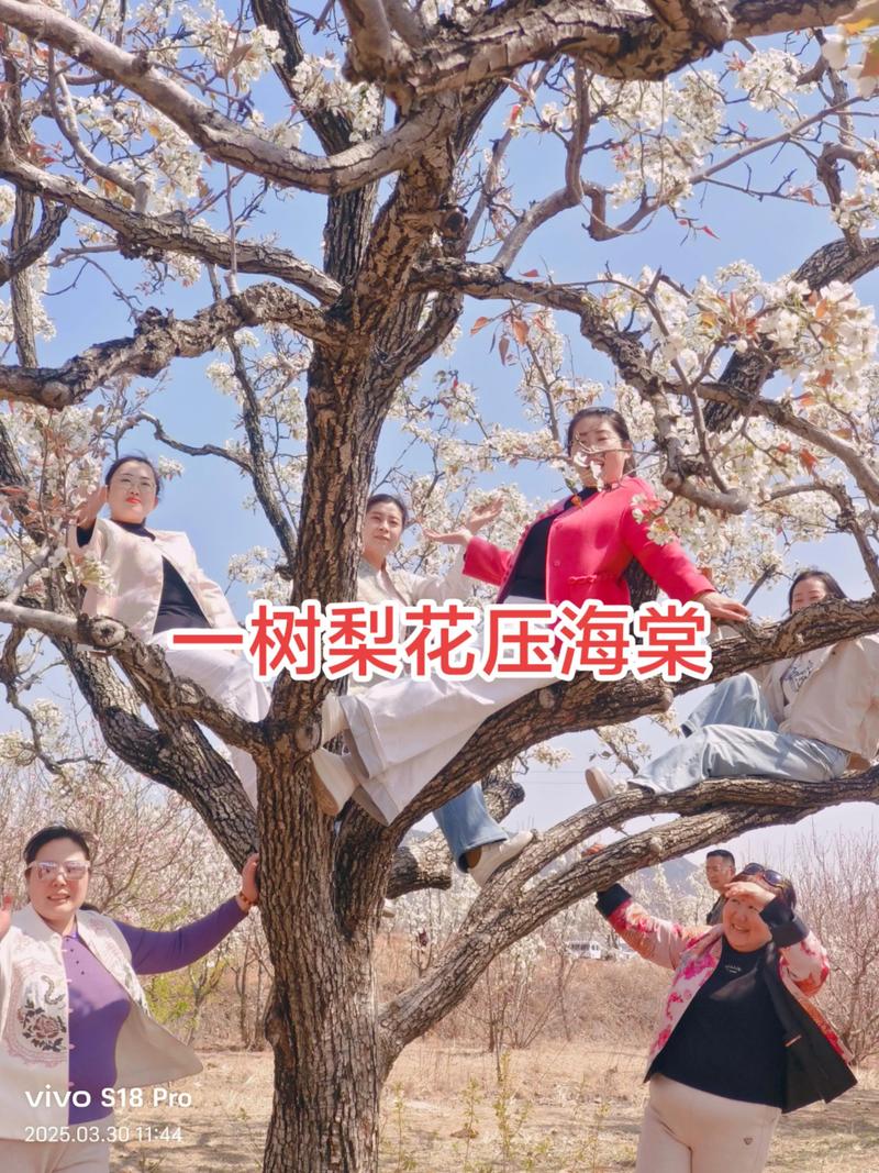 一树梨花压海棠1997时长多少——梨花的观赏花期与家庭养护全攻略 光照与水肥精准方案