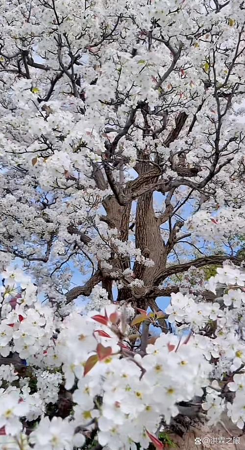 一树梨花压海棠1997时长多少——梨花的观赏花期与家庭养护全攻略 常见误区与纠正