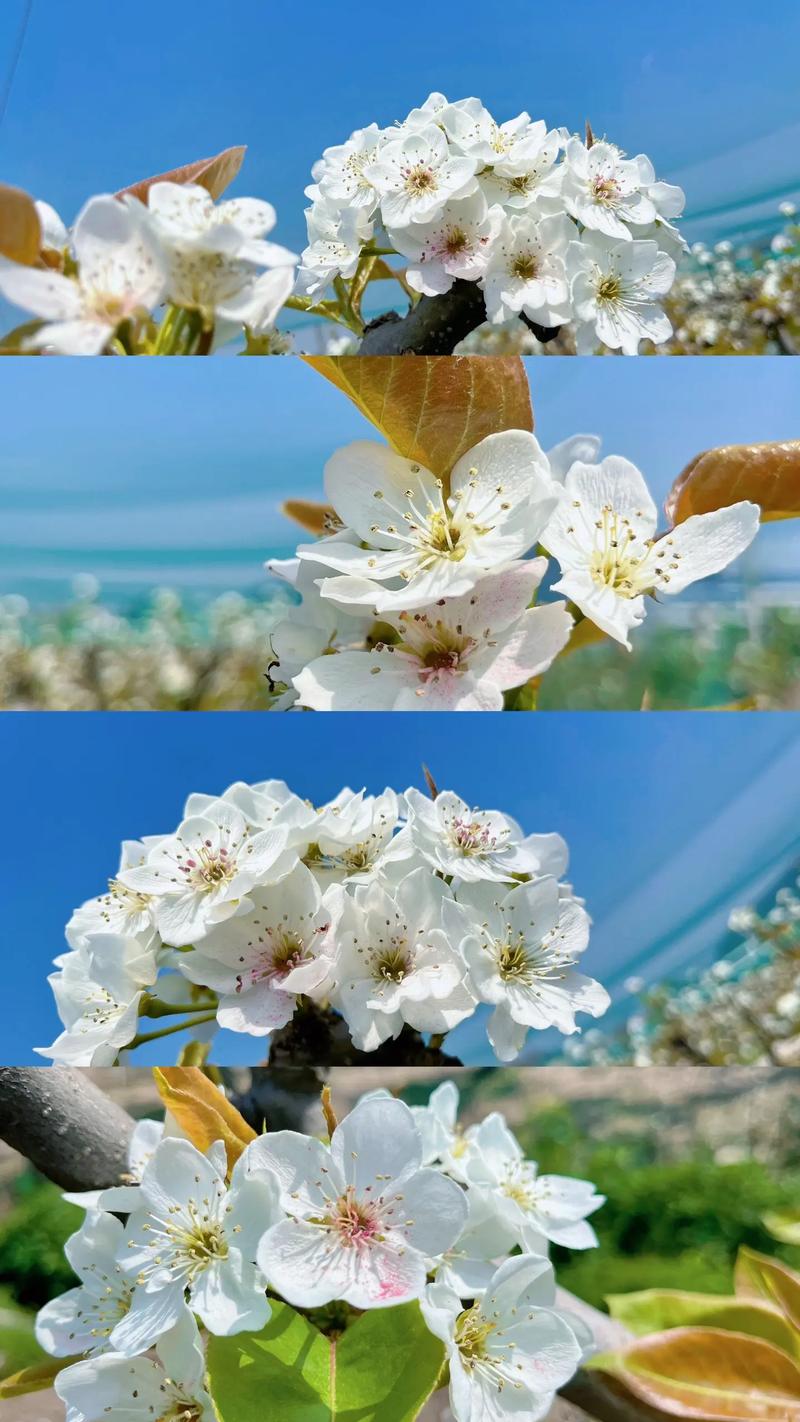 一树梨花压海棠1997时长多少——梨花的观赏花期与家庭养护全攻略 越冬与越夏管理