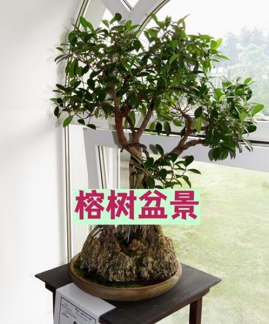 榕树盆景适合什么花盆？选对盆，根系旺、造型美