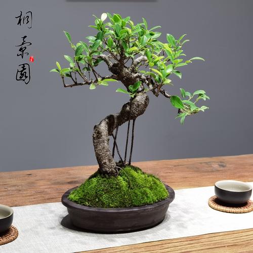 榕树盆景适合什么花盆?选对盆,根系旺、造型美 四、大小匹配:宁小勿大