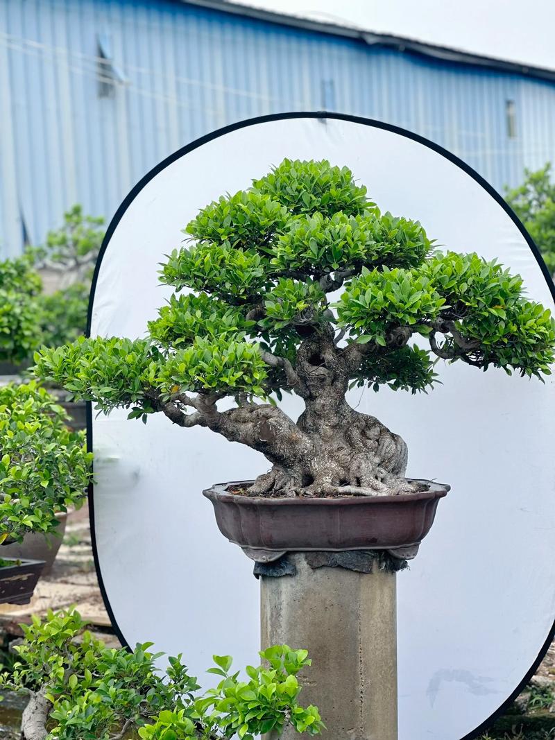 榕树盆景适合什么花盆?选对盆,根系旺、造型美 三、形状与风格:协调统一才有意境