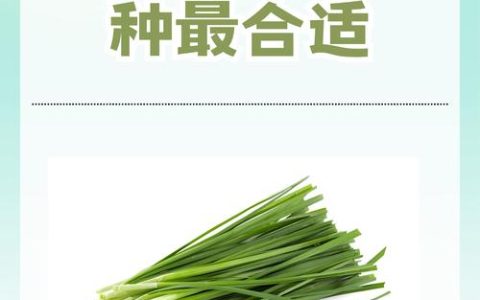 韭菜什么时候移栽最合适？最佳时间与种植全流程详解