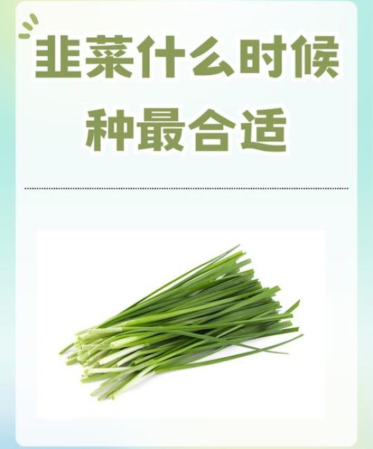 韭菜什么时候移栽最合适？最佳时间与种植全流程详解