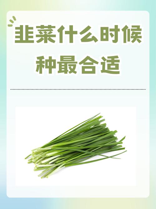 韭菜什么时候移栽最合适?最佳时间与种植全流程详解 1. 适宜时间规划