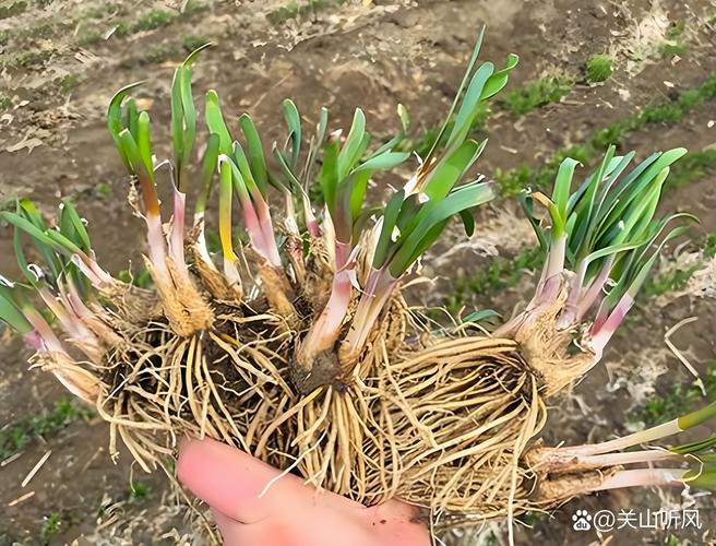 韭菜什么时候移栽最合适?最佳时间与种植全流程详解 3. 栽前处理技术
