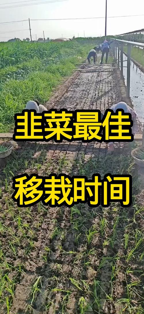 韭菜什么时候移栽最合适?最佳时间与种植全流程详解 7. 成活注意事项