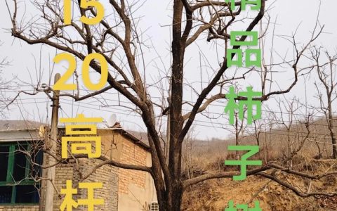 宁夏种柿子树全攻略：品种选择、关键技术与管理要点