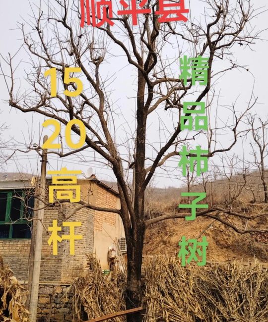 宁夏种柿子树全攻略：品种选择、关键技术与管理要点
