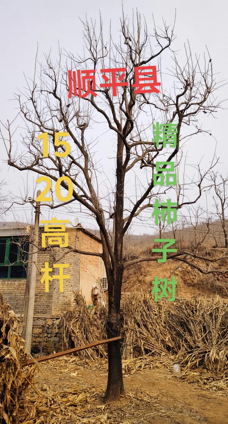 宁夏种柿子树全攻略:品种选择、关键技术与管理要点 宁夏能种柿子树吗?——品种选择是成功的关键