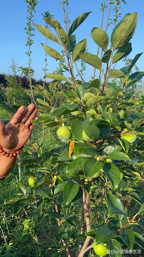 宁夏种柿子树全攻略:品种选择、关键技术与管理要点 种植技术指南(按7个板块执行)