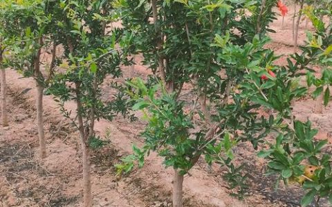 果树苗木基地怎么找才靠谱？从资质核查到运输验收的防坑指南