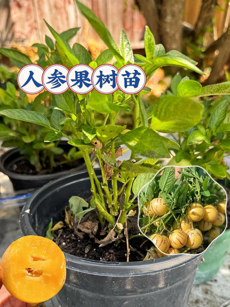 人参果栽培技术全攻略:从选时到成活的七个实操步骤 三、栽前处理