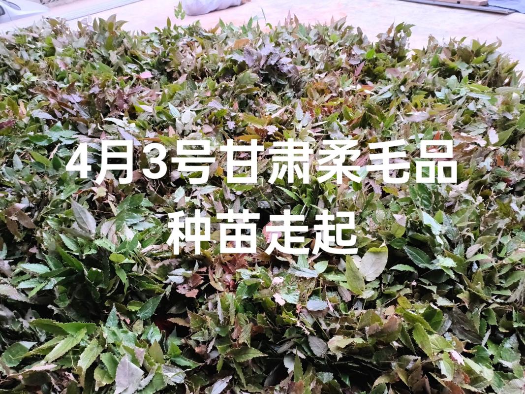 淫羊藿种苗多少钱一株?2024价格区间与采购指南 运输因素——物流成本占比10%–30%