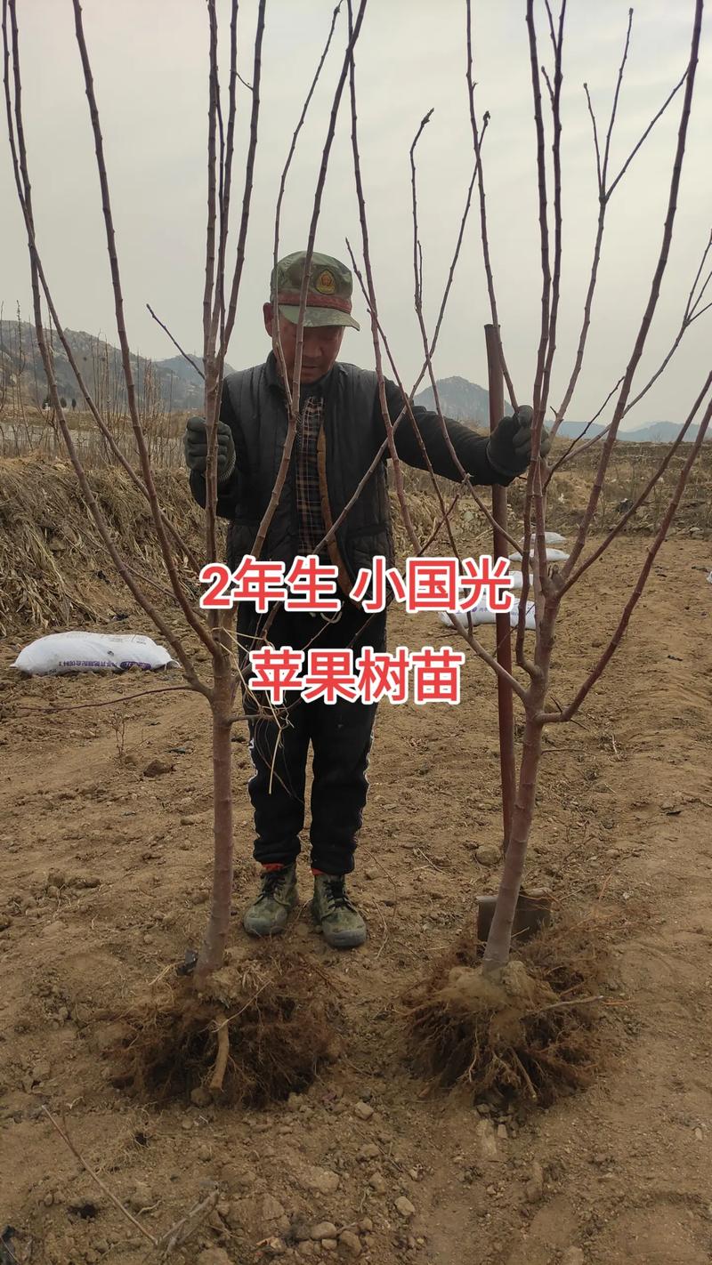 买一颗果树苗多少钱?2026年果树苗价格参考区间与五大影响因素 影响因素二:产区不同,差价明显
