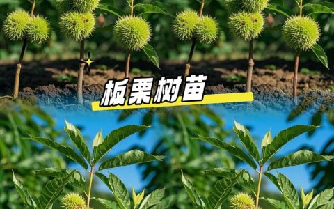 板栗施肥的最佳时间及全年管理全攻略