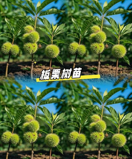板栗施肥的最佳时间及全年管理全攻略