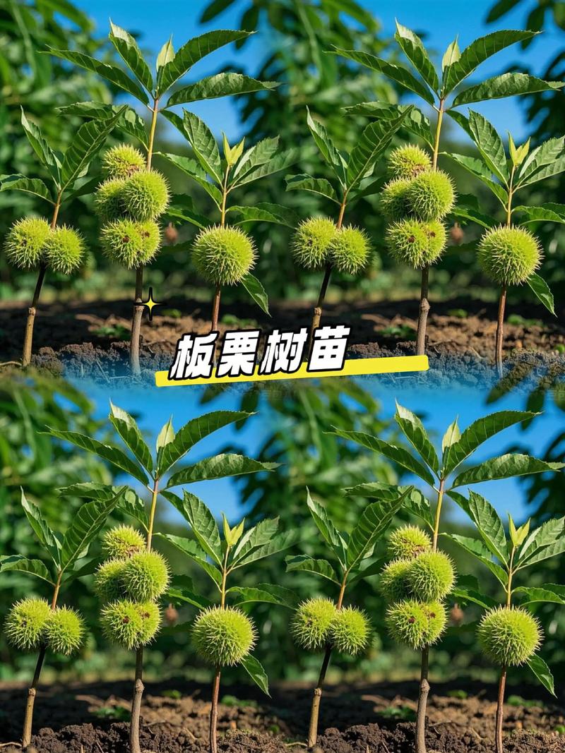 板栗施肥的最佳时间及全年管理全攻略 板栗施肥的最佳时间及全年管理全攻略