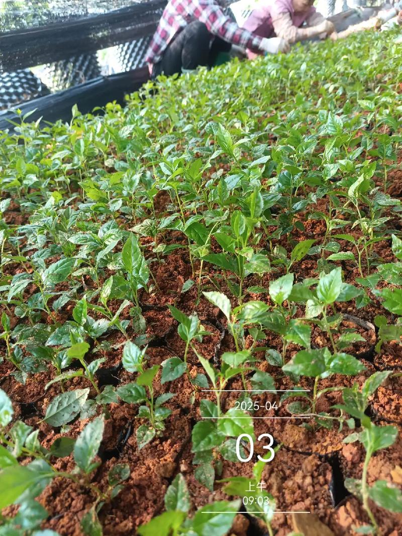 红梅种植用什么土?新手也能掌握的完整种植指南 三、栽前处理