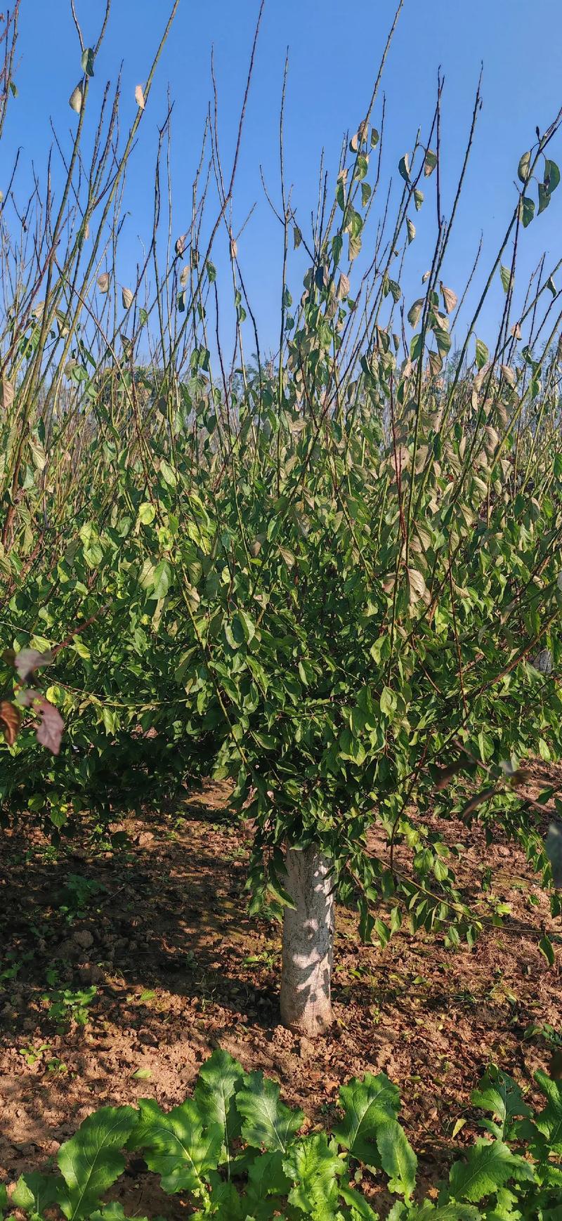 红梅种植用什么土?新手也能掌握的完整种植指南 二、土壤环境