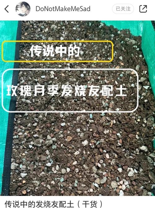 红梅种植用什么土?新手也能掌握的完整种植指南 六、缓苗管理