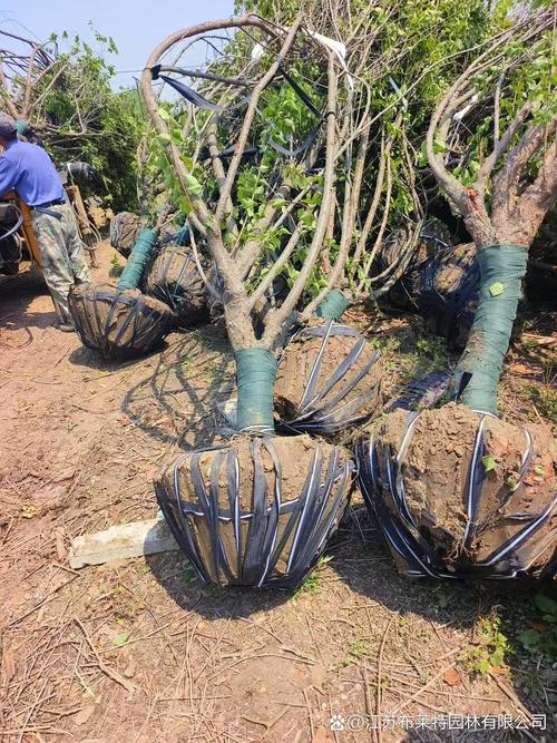 红梅种植用什么土?新手也能掌握的完整种植指南 五、浇定根水
