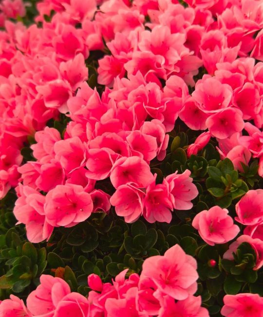 二月什么花最红？盘点早春最艳丽的红色花卉