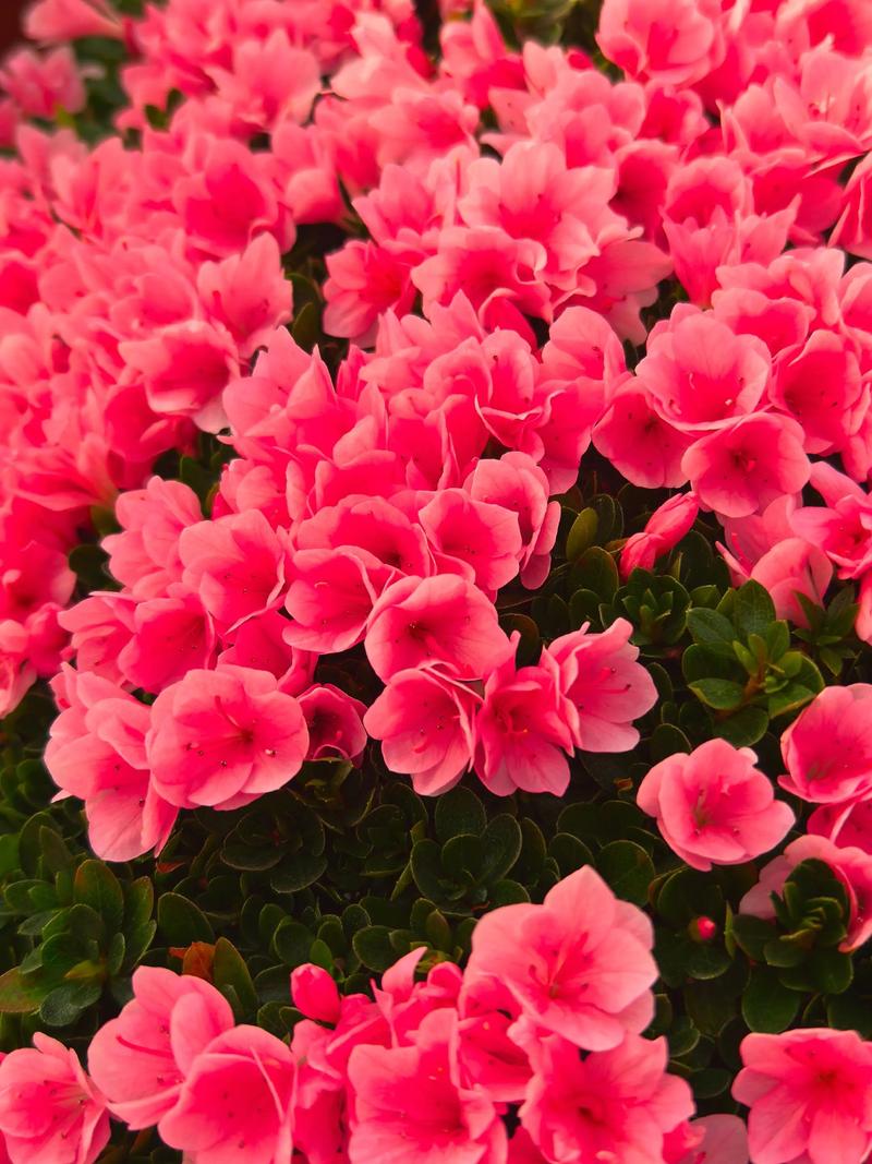 二月什么花最红?盘点早春最艳丽的红色花卉 1. 红梅——傲霜斗雪的报春使者