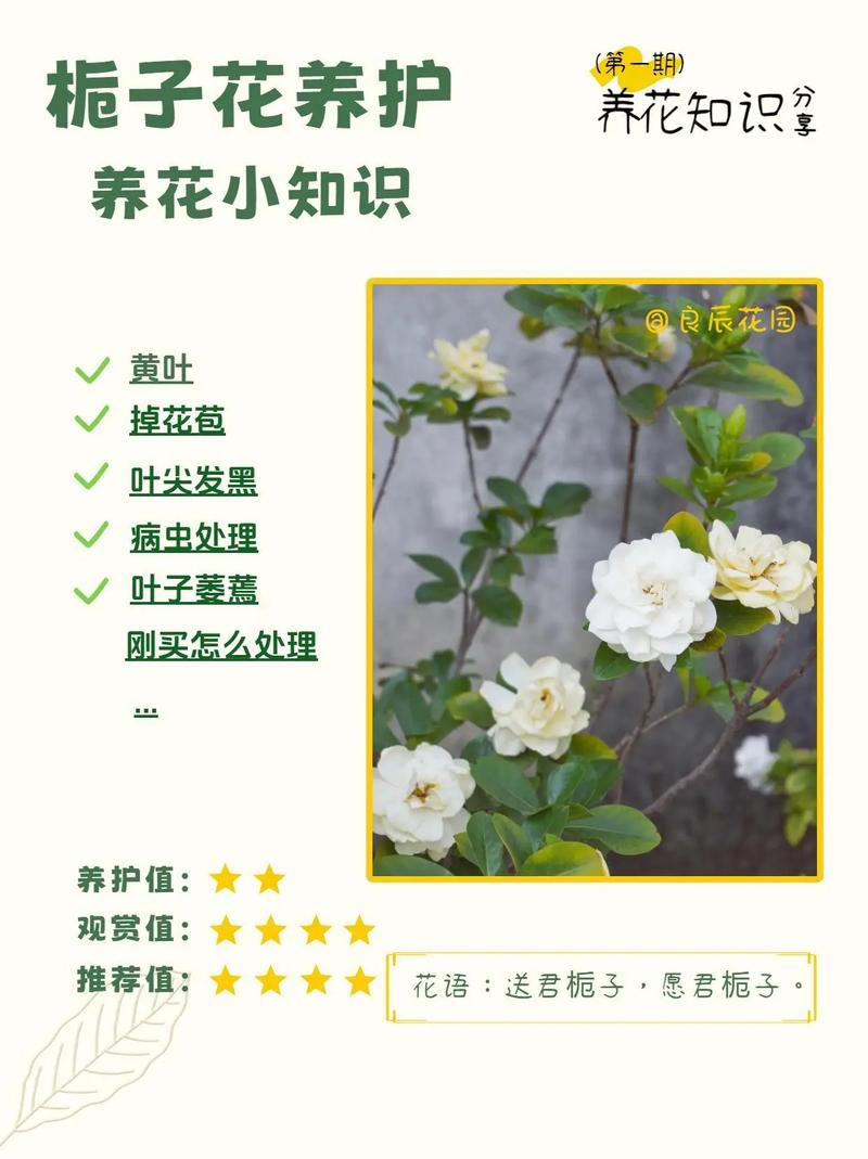 栀子花为什么长叶不开花?原因排查与促花养护指南 常见问题(FAQ)