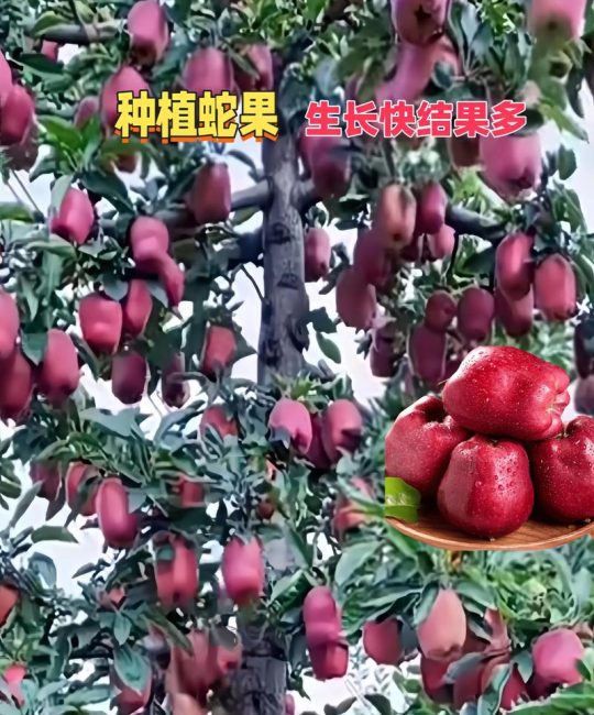 蛇果是苹果的一种吗？从品种到果苗采购的完整种植指南
