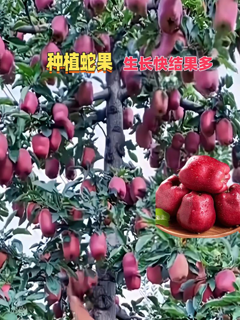 蛇果是苹果的一种吗?从品种到果苗采购的完整种植指南 蛇果是元帅系苹果的一个品种,并非独立物种,其果形独特,肉质松脆,甜度高,适合在年均温8-14°C的冷凉干燥地区种植。