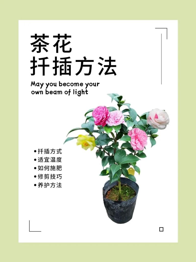 大门口可以种茶花树吗?一份完整的地栽与盆栽技术指南 六、缓苗管理:前7天是关键