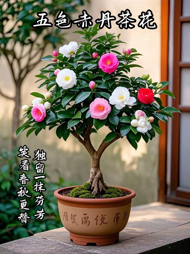 大门口可以种茶花树吗?一份完整的地栽与盆栽技术指南 五、浇定根水:一次性浇透