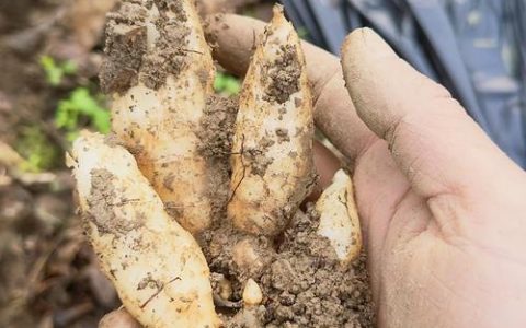 天麻种植技术指南：从选时到成活的完整操作流程