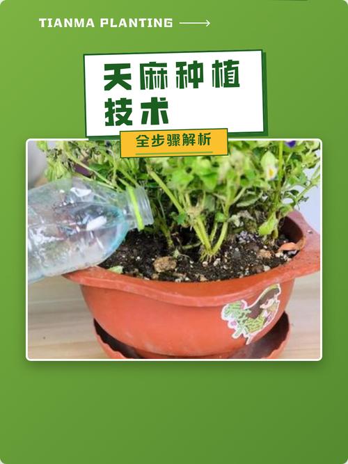天麻种植技术指南:从选时到成活的完整操作流程 三、栽前处理