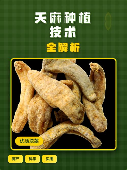 天麻种植技术指南:从选时到成活的完整操作流程 五、浇定根水