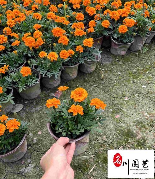 草花多少钱一平?2025年最新价格参考与影响因素解析 规格对价格的影响