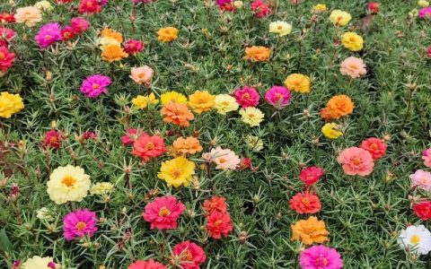 草花多少钱一平？2025年最新价格参考与影响因素解析
