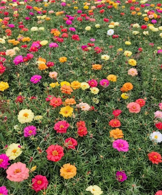 草花多少钱一平？2025年最新价格参考与影响因素解析