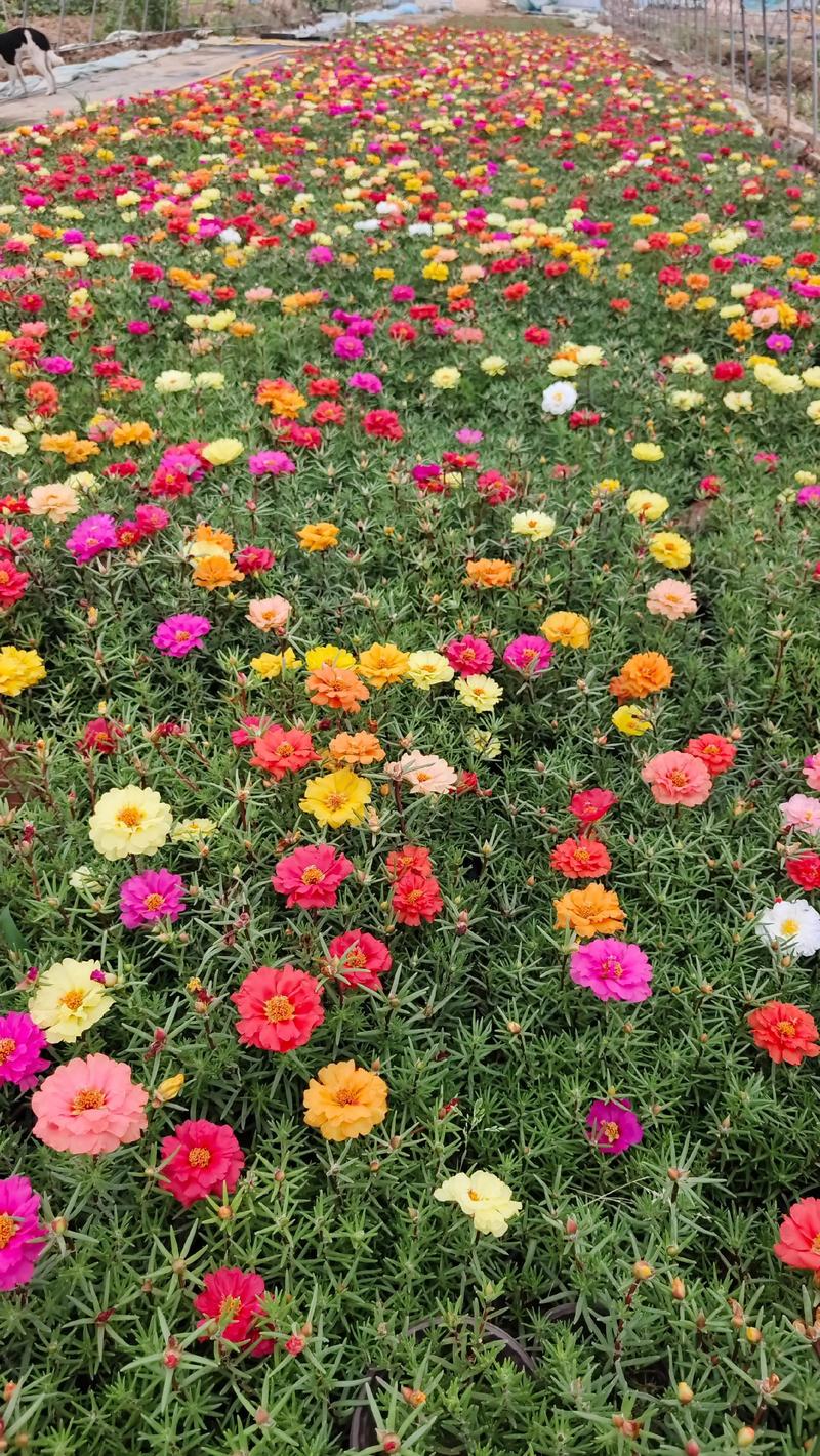 草花多少钱一平?2025年最新价格参考与影响因素解析 价格快速参考