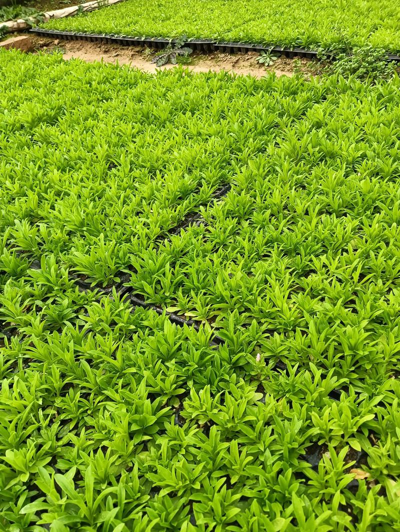 草花多少钱一平?2025年最新价格参考与影响因素解析 产地因素