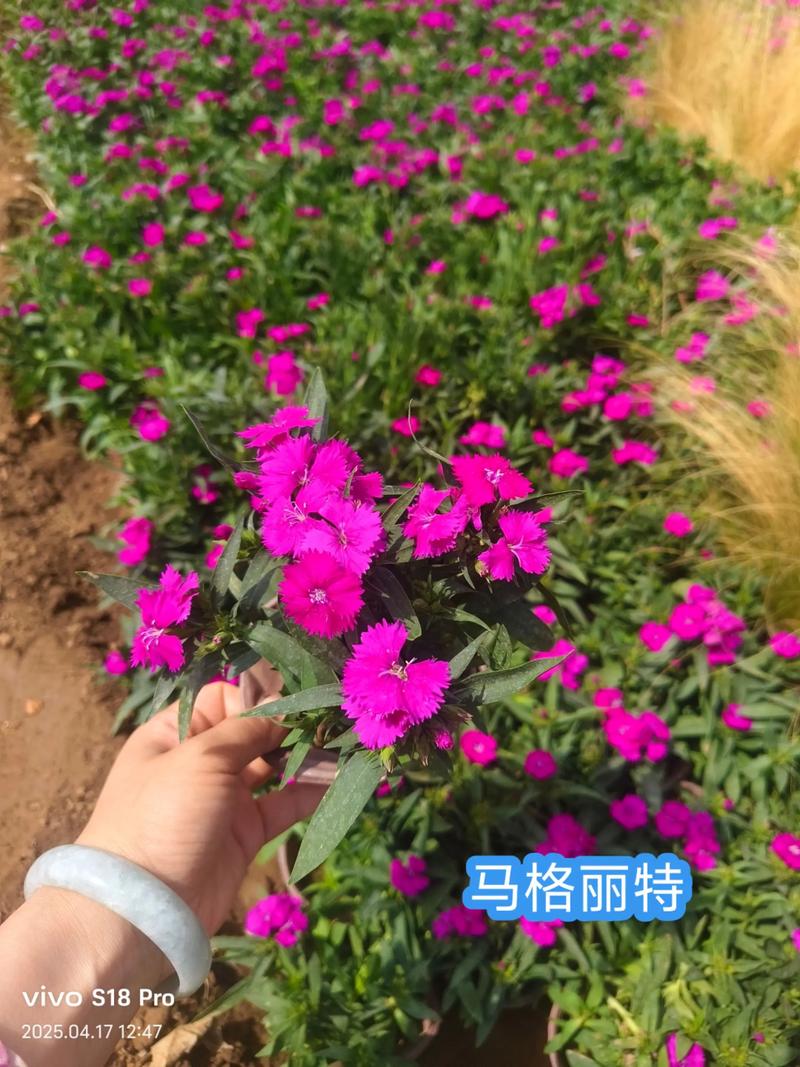 草花多少钱一平?2025年最新价格参考与影响因素解析 数量因素