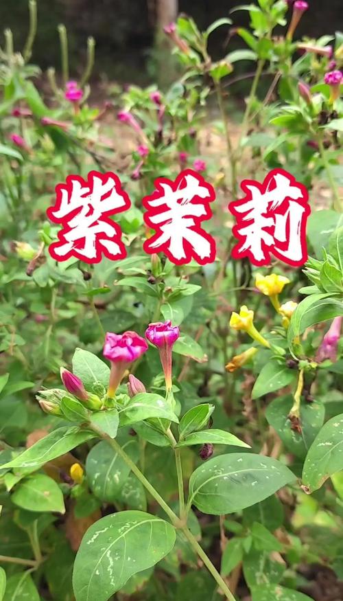 紫茉莉种子价格多少钱?2025年最新市场参考报价 影响因素三:季节(播种淡旺季)