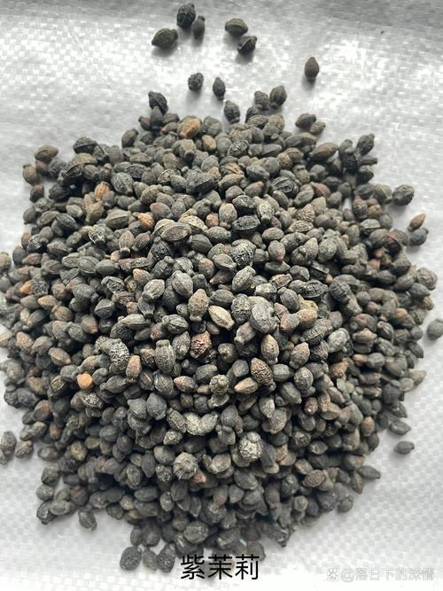 紫茉莉种子价格多少钱?2025年最新市场参考报价 常见问题FAQ