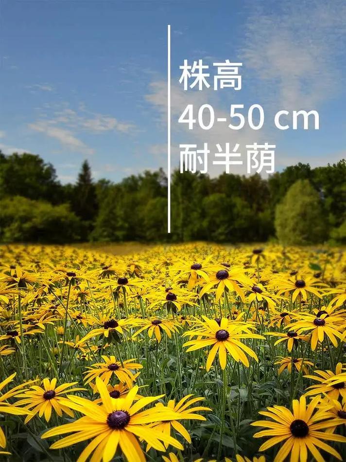 紫茉莉种子价格多少钱?2025年最新市场参考报价 咨询指南