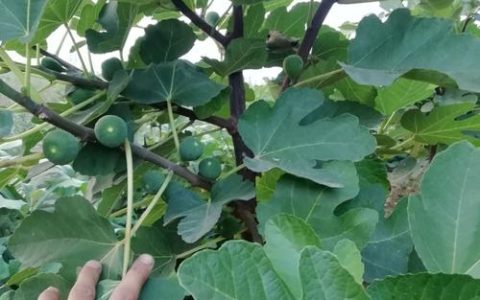 矮化最好的无花果品种推荐及家庭种植全攻略
