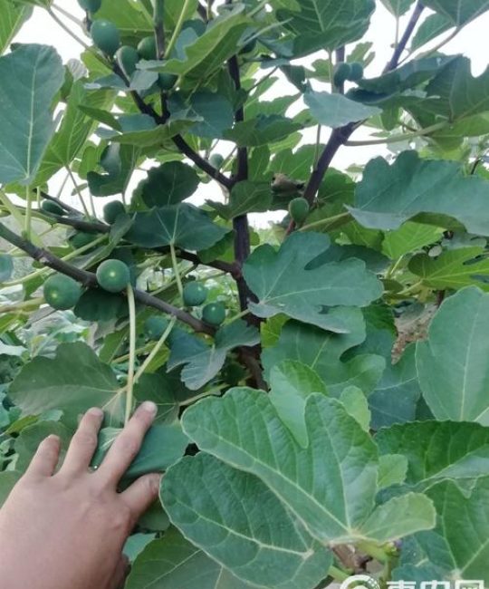 矮化最好的无花果品种推荐及家庭种植全攻略