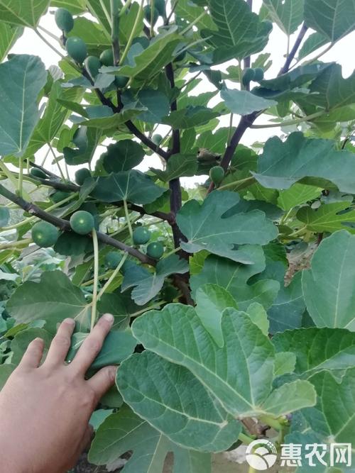 矮化最好的无花果品种推荐及家庭种植全攻略 矮化最好的无花果品种推荐及家庭种植全攻略