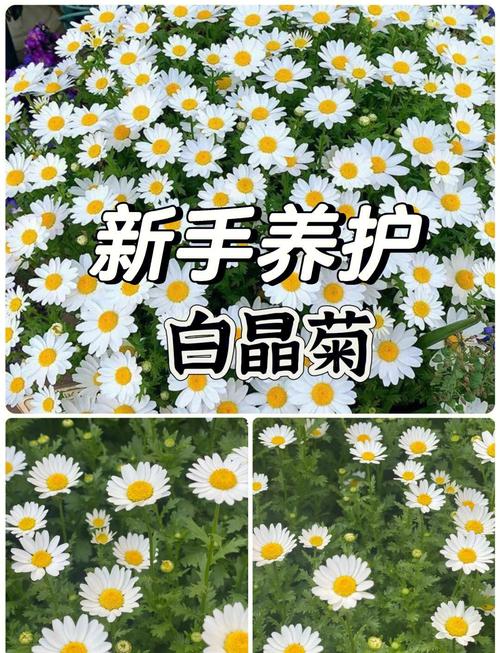 光照与水肥精准方案