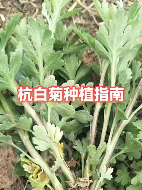 常见误区与纠正